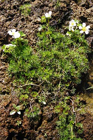 Ranunculus aquatilis \ Gewhnlicher Wasser-Hahnenfu, D Schwarzenborn 31.5.2014