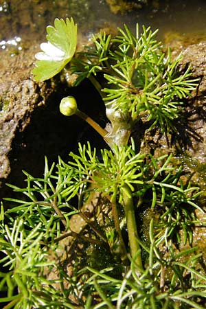 Ranunculus aquatilis \ Gewhnlicher Wasser-Hahnenfu, D Schwarzenborn 31.5.2014