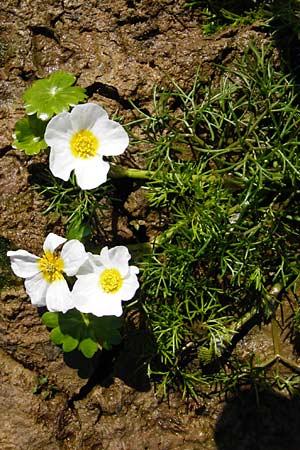 Ranunculus aquatilis ? \ Gewhnlicher Wasser-Hahnenfu / Common Water Crowfoot, White Water Crowfoot, D Schwarzenborn 31.5.2014