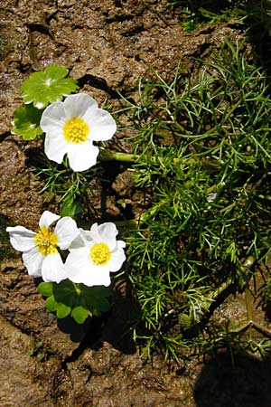 Ranunculus aquatilis \ Gewhnlicher Wasser-Hahnenfu, D Schwarzenborn 31.5.2014