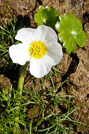 Ranunculus aquatilis \ Gewhnlicher Wasser-Hahnenfu, D Schwarzenborn 31.5.2014