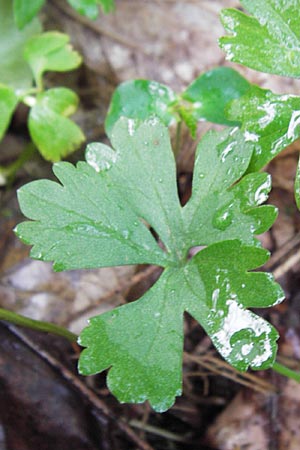 Ranunculus geraniiformis \ Storchschnabelartiger Gold-Hahnenfu / Geranium-Like Goldilocks, D Werneck 4.5.2013