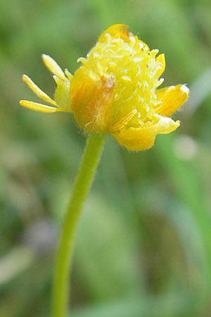 Ranunculus rostratulus \ Geschnbelter Gold-Hahnenfu / Beaked Goldilocks, D Erkheim 8.5.2010