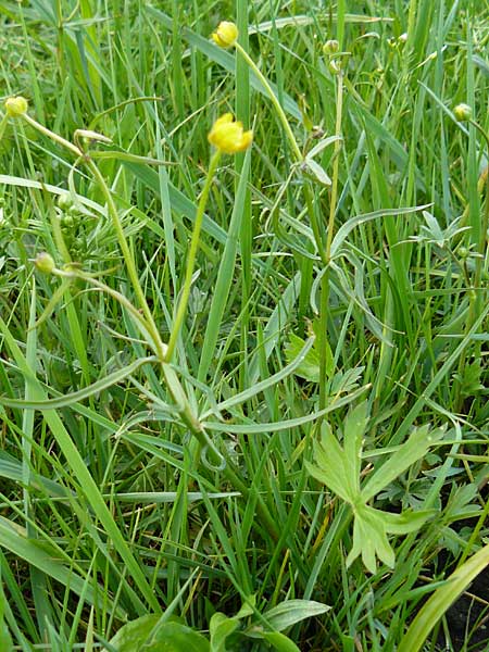 Ranunculus rostratulus \ Geschnbelter Gold-Hahnenfu / Beaked Goldilocks, D Erkheim 8.5.2010