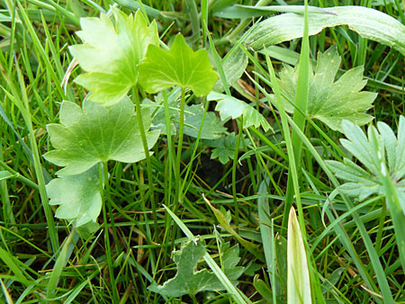 Ranunculus rostratulus \ Geschnbelter Gold-Hahnenfu, D Erkheim 8.5.2010