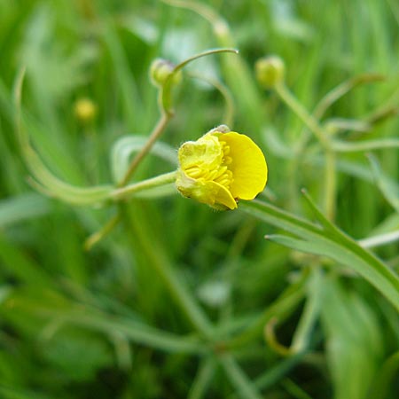 Ranunculus rostratulus \ Geschnbelter Gold-Hahnenfu / Beaked Goldilocks, D Erkheim 8.5.2010