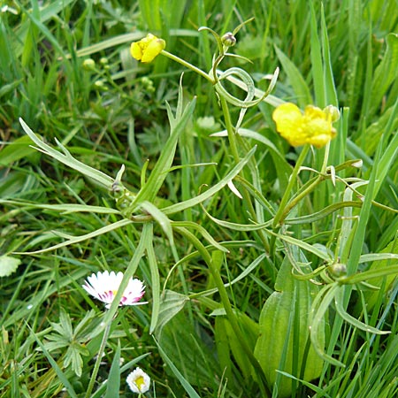 Ranunculus rostratulus \ Geschnbelter Gold-Hahnenfu, D Erkheim 8.5.2010