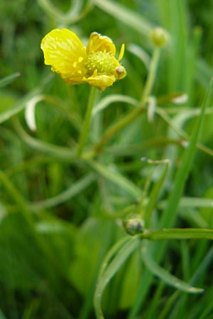 Ranunculus rostratulus \ Geschnbelter Gold-Hahnenfu, D Erkheim 8.5.2010