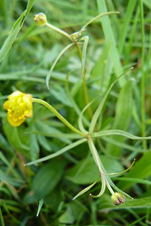 Ranunculus rostratulus \ Geschnbelter Gold-Hahnenfu, D Erkheim 8.5.2010