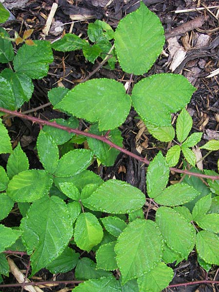 Rubus radula \ Raspel-Brombeere / File-Stemmed Bramble, D Botan. Gar.  Universit.  Regensburg 5.8.2011