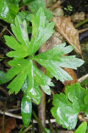 Ranunculus roessleri \ Rsslers Gold-Hahnenfu, D Ulm 5.5.2012