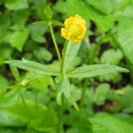 Ranunculus roessleri \ Rsslers Gold-Hahnenfu, D Ulm 5.5.2012