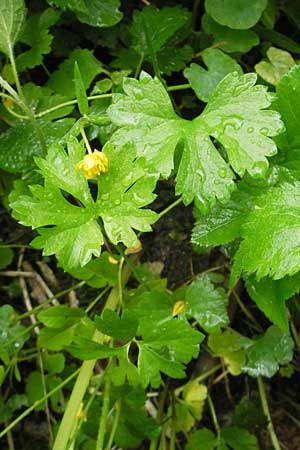 Ranunculus roessleri \ Rsslers Gold-Hahnenfu, D Ulm 5.5.2012