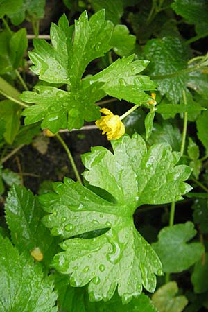 Ranunculus roessleri \ Rsslers Gold-Hahnenfu / Roessler's Goldilocks, D Ulm 5.5.2012