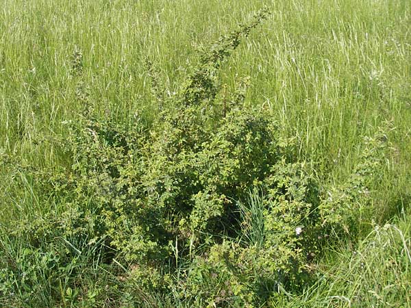 Rosa rubiginosa \ Wein-Rose / Sweet Briar, D Pfalz, Landau 26.5.2012