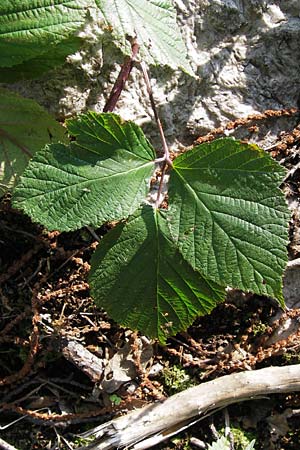 Rubus rudis \ Raue Brombeere, D Odenwald, Juhöhe 28.8.2013