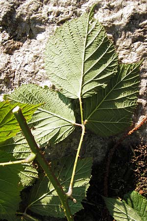 Rubus rudis \ Raue Brombeere / Rough Bramble, D Odenwald, Juhöhe 28.8.2013