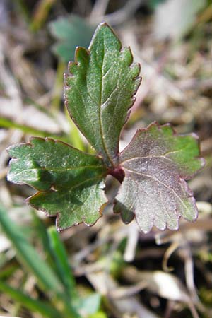 Ranunculus rhombilobus \ Rhombusblttriger Gold-Hahnenfu / Rhomb-Leaved Goldilocks, D Bayrischer Wald, Eppenschlag 30.3.2014