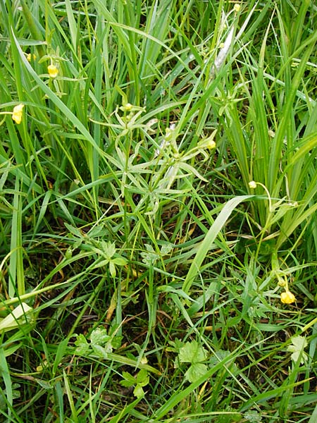 Ranunculus rhombilobus \ Rhombusblttriger Gold-Hahnenfu / Rhomb-Leaved Goldilocks, D Bayrischer Wald, Eppenschlag 3.5.2014