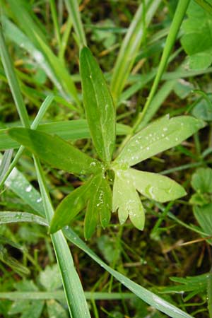 Ranunculus rhombilobus \ Rhombusblttriger Gold-Hahnenfu, D Bayrischer Wald, Eppenschlag 3.5.2014