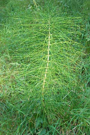 Equisetum telmateia, Great Horsetail