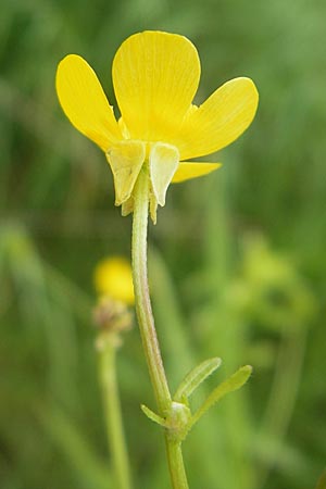 Ranunculus sardous / Hairy Buttercup, D Dieburg 12.6.2010