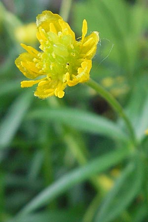 Ranunculus stellaris \ Stern-Gold-Hahnenfu / Star Goldilocks, D Schliengen 13.4.2011