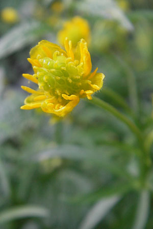 Ranunculus stellaris \ Stern-Gold-Hahnenfu, D Schliengen 13.4.2011