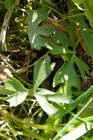 Ranunculus suevicus \ Schwbischer Gold-Hahnenfu / Suebian Goldilocks, D Kirchberg an der Jagst 16.4.2011