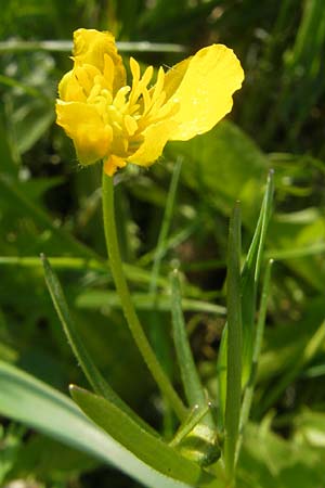 Ranunculus suevicus \ Schwbischer Gold-Hahnenfu, D Kirchberg an der Jagst 16.4.2011