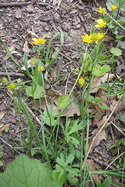 Ranunculus suevicus \ Schwbischer Gold-Hahnenfu, D Kirchberg an der Jagst 16.4.2011