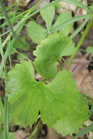 Ranunculus suevicus \ Schwbischer Gold-Hahnenfu / Suebian Goldilocks, D Kirchberg an der Jagst 16.4.2011