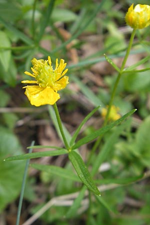 Ranunculus suevicus \ Schwbischer Gold-Hahnenfu / Suebian Goldilocks, D Kirchberg an der Jagst 16.4.2011