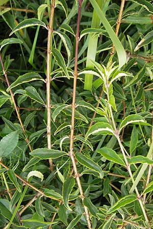 Rhamnus saxatilis / Rock Buckthorn, D Eching 30.7.2011