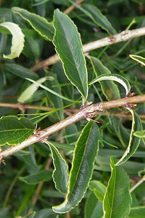 Rhamnus saxatilis / Rock Buckthorn, D Eching 30.7.2011