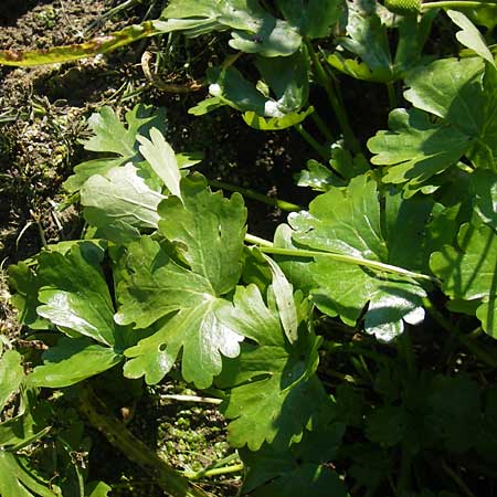 Ranunculus sceleratus / Celery-Leaved Buttercup, D Waghäusel 1.10.2011