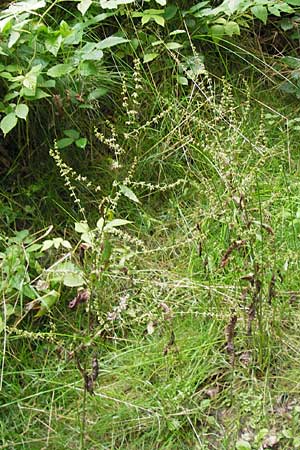 Rumex sanguineus \ Hain-Ampfer / Wood Dock, D Eberbach 21.7.2012