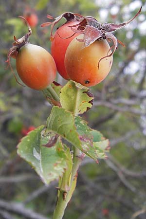 Rosa subcanina \ Falsche Hunds-Rose, D Rheinhessen, Jugenheim 28.8.2012