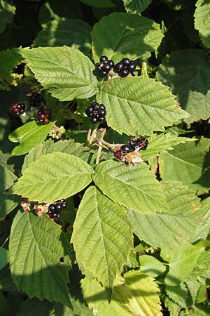 Rubus scabrosus \ Weser-Haselblatt-Brombeere, Kratzige Haselblatt-Brombeere, D Odenwald, Juhöhe 28.8.2013