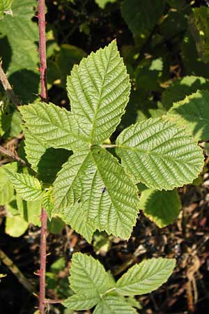 Rubus scabrosus \ Weser-Haselblatt-Brombeere, Kratzige Haselblatt-Brombeere, D Odenwald, Juhöhe 28.8.2013