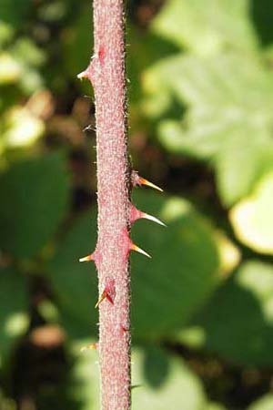 Rubus scabrosus \ Weser-Haselblatt-Brombeere, Kratzige Haselblatt-Brombeere, D Odenwald, Juhöhe 28.8.2013