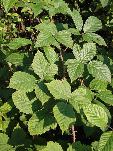 Rubus scabrosus \ Weser-Haselblatt-Brombeere, Kratzige Haselblatt-Brombeere, D Odenwald, Juhöhe 28.8.2013