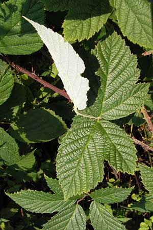 Rubus scabrosus \ Weser-Haselblatt-Brombeere, Kratzige Haselblatt-Brombeere, D Odenwald, Juhöhe 28.8.2013