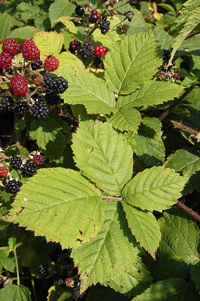 Rubus scabrosus \ Weser-Haselblatt-Brombeere, Kratzige Haselblatt-Brombeere, D Odenwald, Juhöhe 28.8.2013