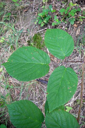 Rubus subcordatus \ Herzhnliche Brombeere, D Odenwald, Ober-Liebersbach 28.8.2013