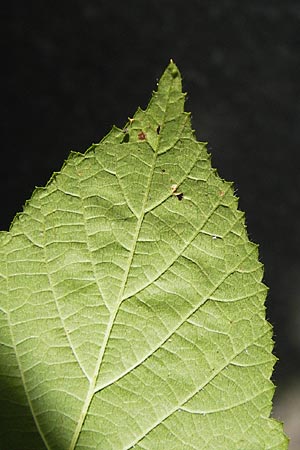 Rubus subcordatus \ Herzähnliche Brombeere / Heart-Leaved Bramble, D Odenwald, Ober-Liebersbach 28.8.2013