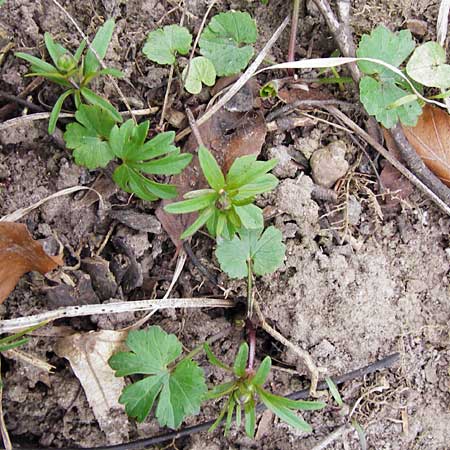 Ranunculus suborbicularis / Disk-Leaved Goldilocks, D Thüringen Weimar, Webicht 28.3.2014