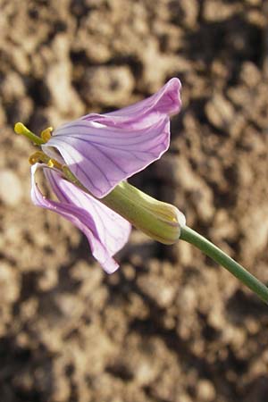 Raphanus sativus var. oleiformis \ l-Rettich / Oil Radish, Fodder Radish, D Lampertheim 20.5.2014