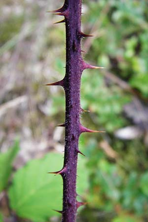 Rubus schnedleri \ Schnedlers Brombeere / Schnedler's Bramble, D Odenwald, Fischbachtal-Steinau 25.6.2014