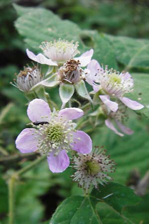 Rubus schnedleri \ Schnedlers Brombeere, D Odenwald, Fischbachtal-Steinau 25.6.2014